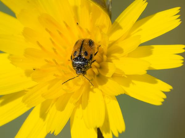 <h3><a href="/trips/extramadura/biota/animalia/arthropoda/insecta/coleoptera/chrysomelidae/cryptocephalus rugicollis/cryptocephalus rugicollis-nl.html">Cryptocephalus&nbsp;rugicollis</a> /  / </h3>OM-1 Mark II met OLYMPUS M.150-400mm F4.5, 1/2000 sec  bij F4.5, ISO 250, afstand 1.54&nbsp;m